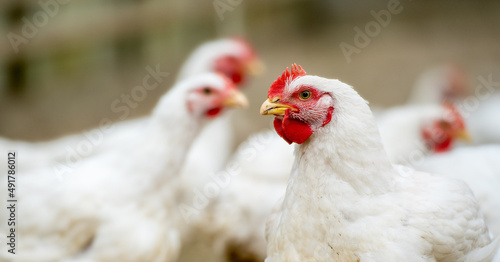 Photo Group of white free range chicken, broilers farm.