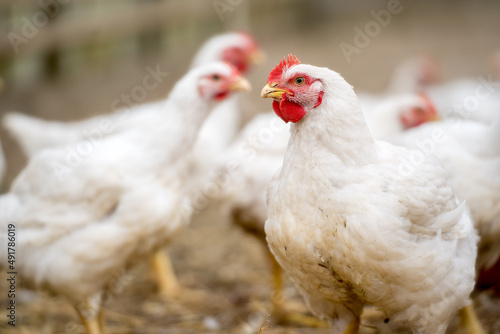 Group of white free range chicken, broilers farm.