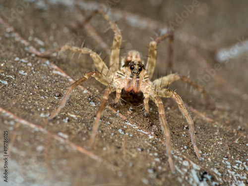 a pirate wolf spider on a wet rotten leaf