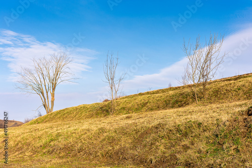 leafless tree on the hill. nature landscape in early spring on a sunny day