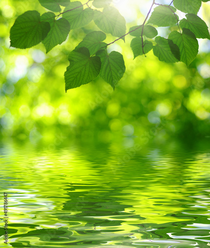 Green leaves on sun and blur tree foliage