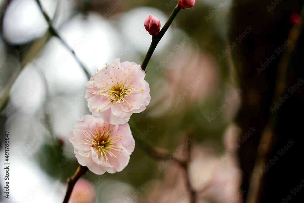 Japanese plum blossoms blooming in spring Japanese plum blossoms blooming in spring