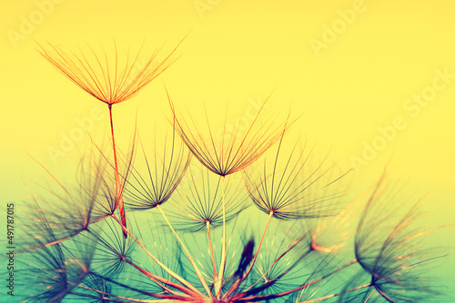 Dandelion flower background closeup