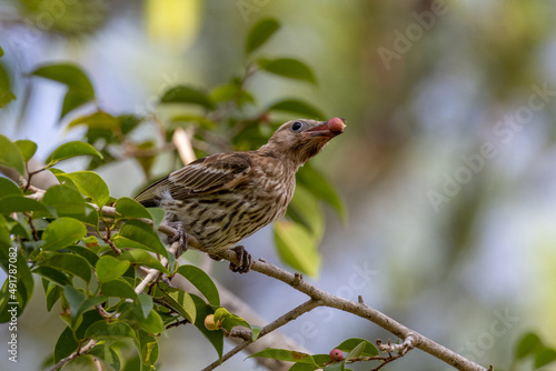 Juvenile Figbird in Queensland Australia