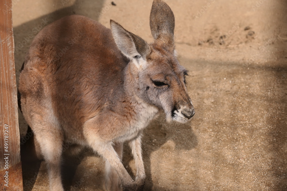 檻のすぐ近くに来たカンガルー
檻のすぐ近くに来たカンガルー