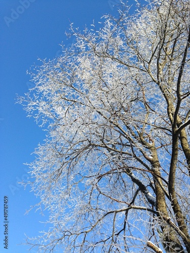 snow covered birch tree at sunny winter light on clear blue sky background, view from under.