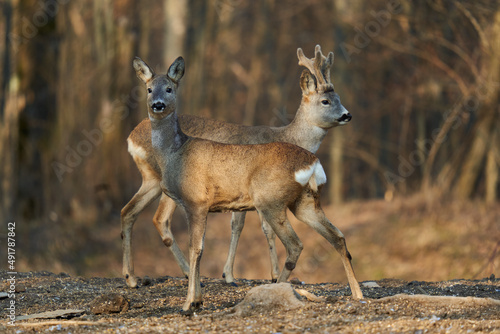 Fototapeta Naklejka Na Ścianę i Meble -  Roe deer couple in the forest