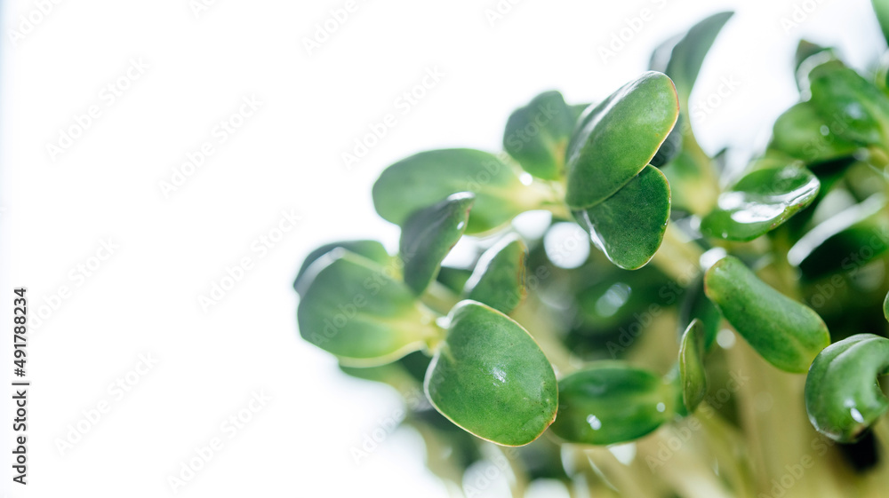 Trendy micro greens sprouts close-up on white background Trendy micro greens sprouts close-up on white background