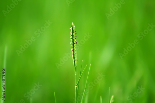 Green background and a grass flower