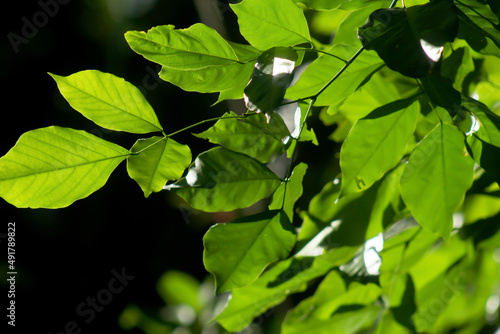 Green leaves background