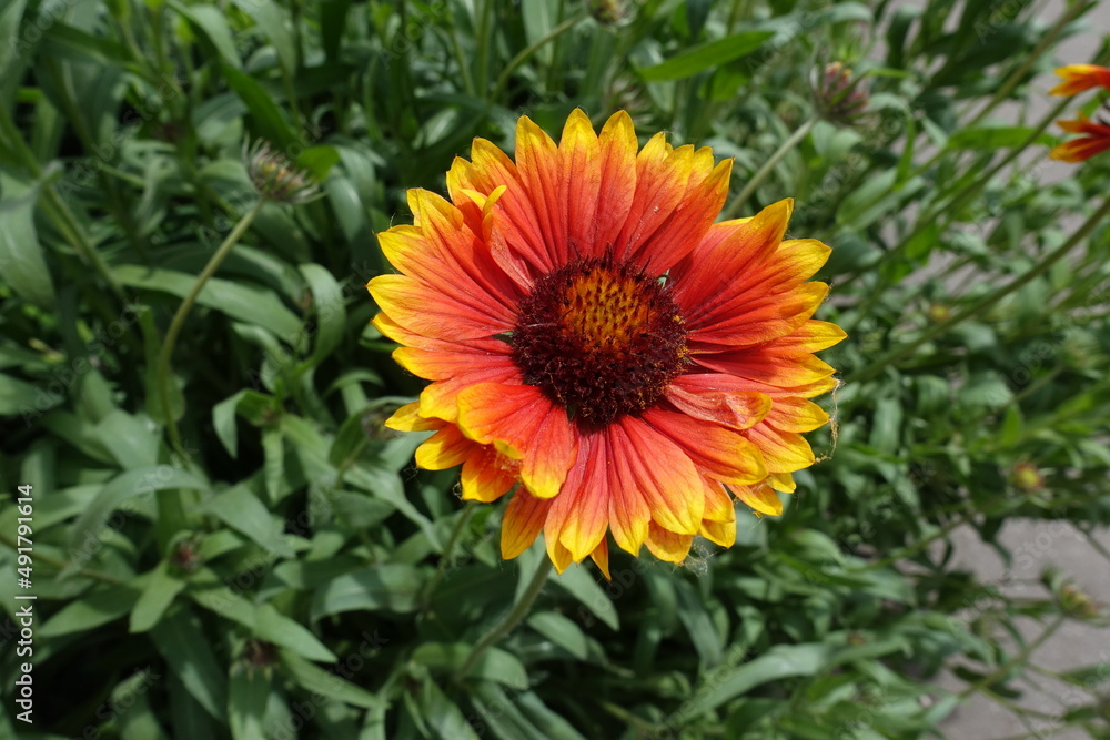 Closeup of red and yellow flower of Gaillardia aristata in June Closeup of red and yellow flower of Gaillardia aristata in June