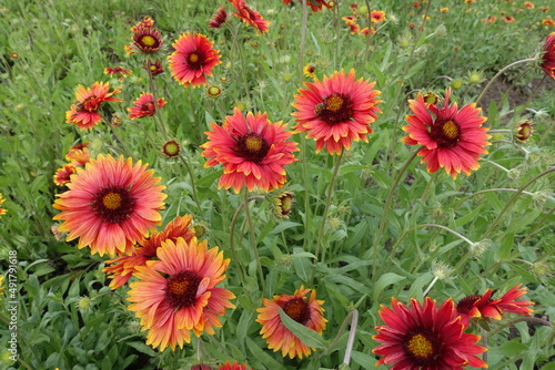 Multiple red and yellow flowers of Gaillardia aristata in June