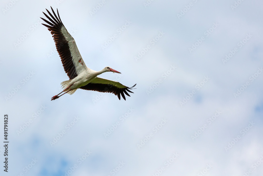 Obraz premium stork in flight