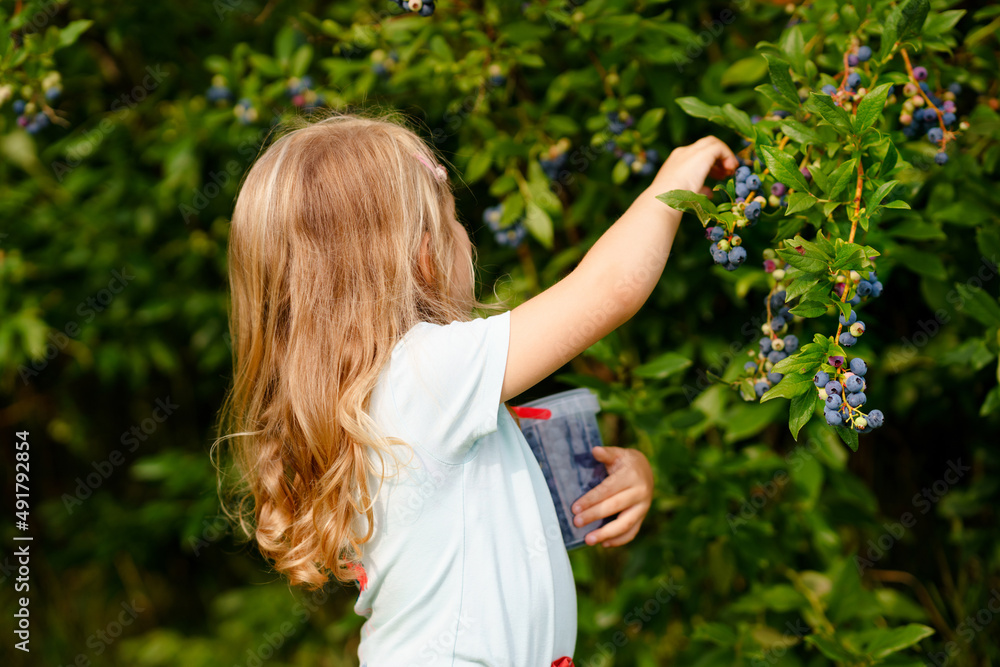 Little preschool girl picking fresh berries on blueberry field. Toddler child pick blue berry on organic orchard farm. Toddler farming. Preschooler gardening. Summer family fun. Healthy bio food. Little preschool girl picking fresh berries on blueberry field. Toddler child pick blue berry on organic orchard farm. Toddler farming. Preschooler gardening. Summer family fun. Healthy bio food.