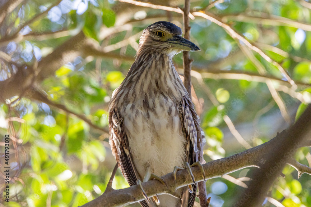 Nankeen Night Heron in Queensland Australia Nankeen Night Heron in Queensland Australia
