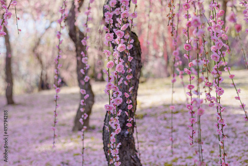 梅林の春景色 photo
