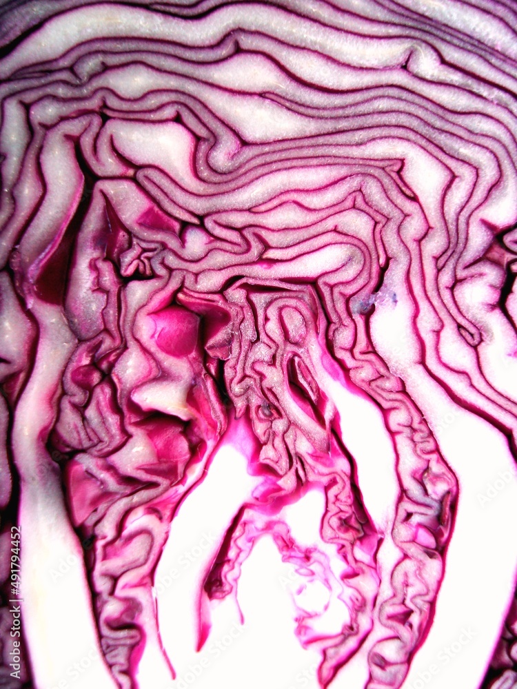 Obraz premium Rotkohl