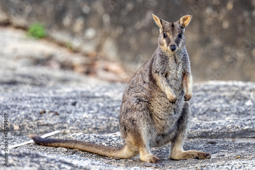 Rock Wallaby in Queensland Australia photo