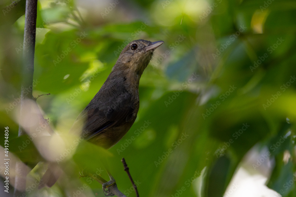Fototapeta premium Rufous Shrike Thrush in Queensland Australia