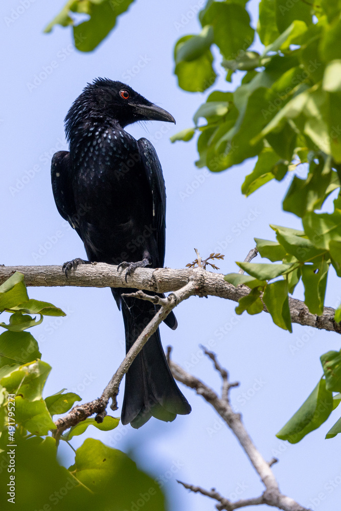 Spangled Drongo in Queensland Australia Spangled Drongo in Queensland Australia