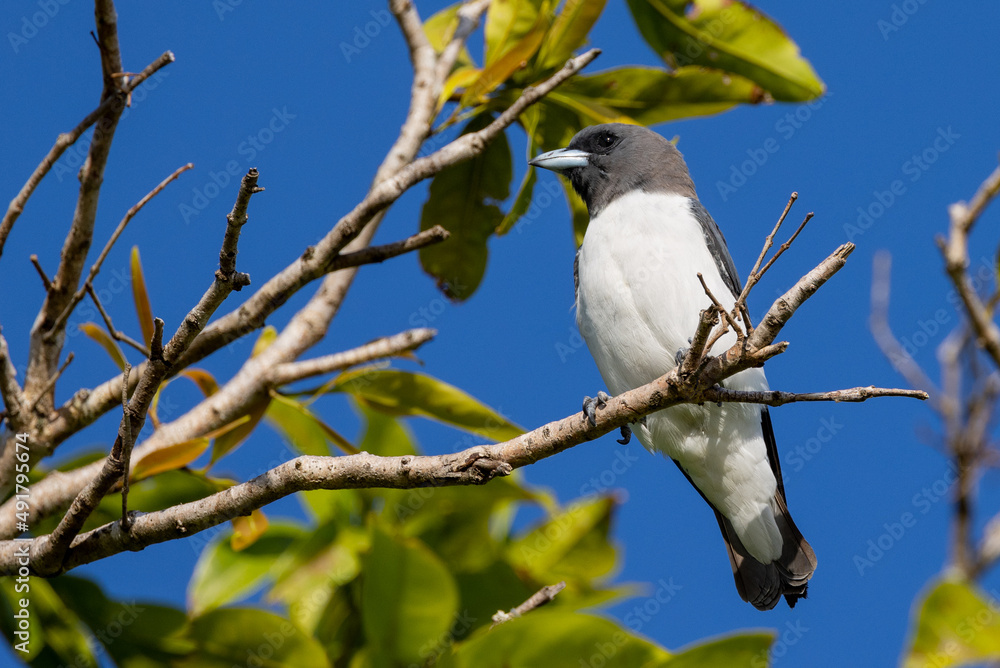 White-breasted Woodswallow in Queensland Australia White-breasted Woodswallow in Queensland Australia