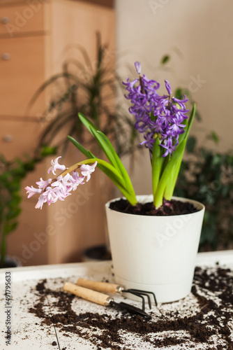 Replanting flowers in a home garden on a wooden background in the interior of a room with houseplants