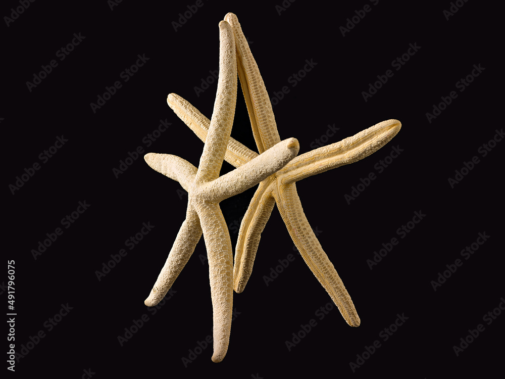 Still life with starfish as if they were a couple dancing on a black background. Still life with starfish as if they were a couple dancing on a black background.