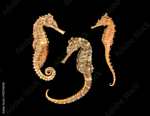 Still life with three seahorses in warm tones on a black background. photo