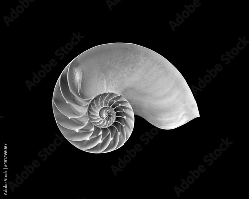 Still life with open nautilus shells in a tonal range of greys on a black background.