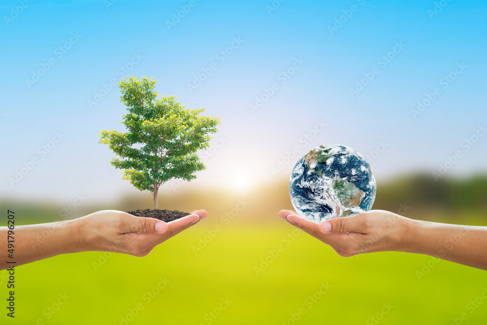 World environment day and earth day concept: Two human hands holding earth globe and big tree over blurred lawn, blue sky and sunlight background. Elements of this image furnished by NASA.