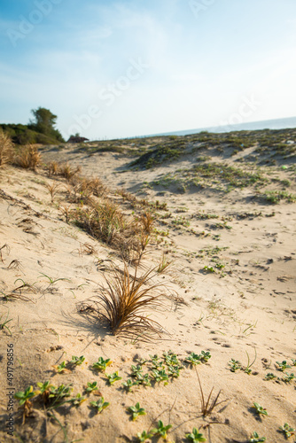 v  g  tation naturel d une dune de sable oc  an Indien