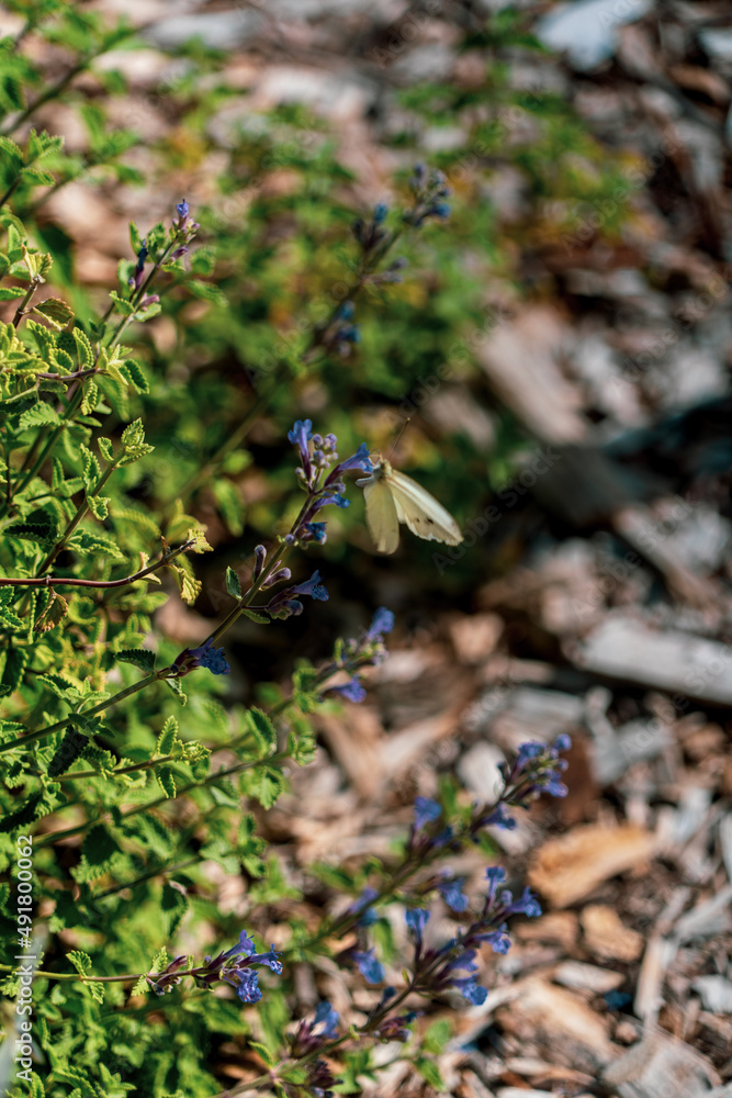 butterflie on a leaf