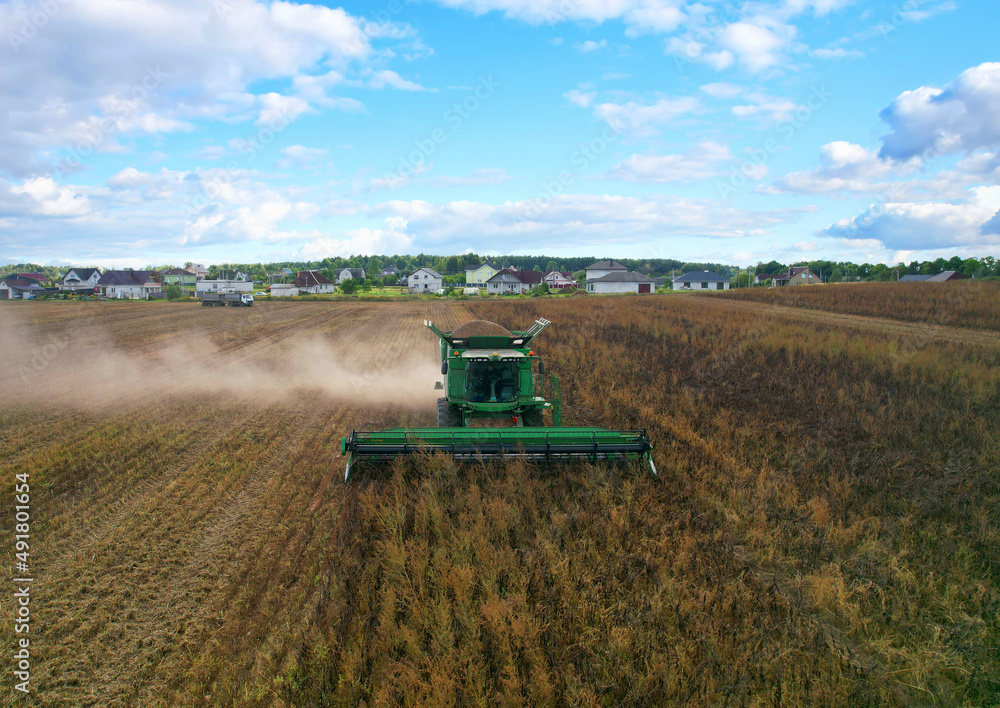 Fototapeta premium Spring wheat harwesting. Wheat and corn markets react in crisis world’s breadbasket. Wheat import, maize (corn), soybeans. Global crop prices in food crisis. Global food inflation and hunger.
