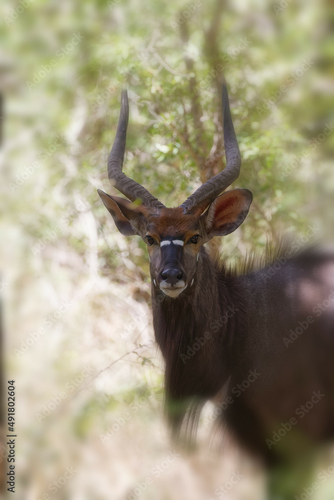 Fototapeta premium Nyala bull portrait in natural surrounding 
