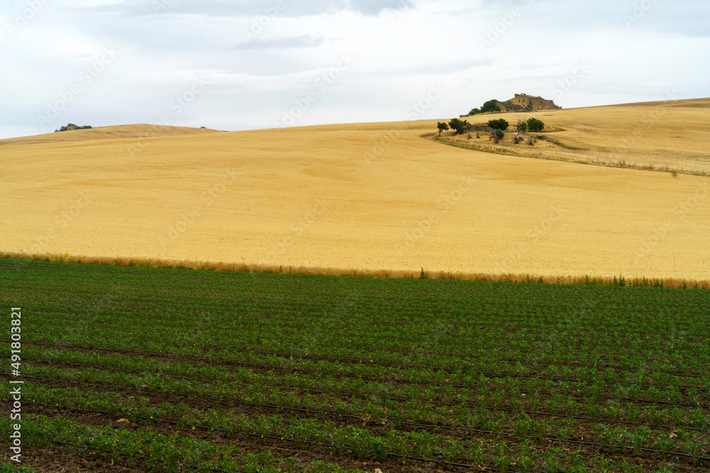 Obraz premium Country landscape in Basilicata, Italy, at summer