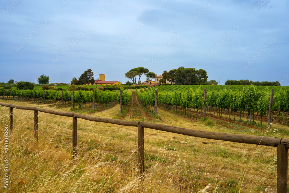 Country landscape in Basilicata, Italy, at summer