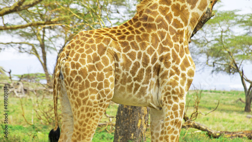 Giraffe body close up. Giraffe in the African National Park in Kenya in daylight. Spots on the body of a giraffe. Adult giraffe camouflage pattern.
