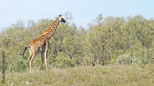 The giraffe walks the African savannah among acacia trees in Kenya's National Park and feeds on a sunny day.