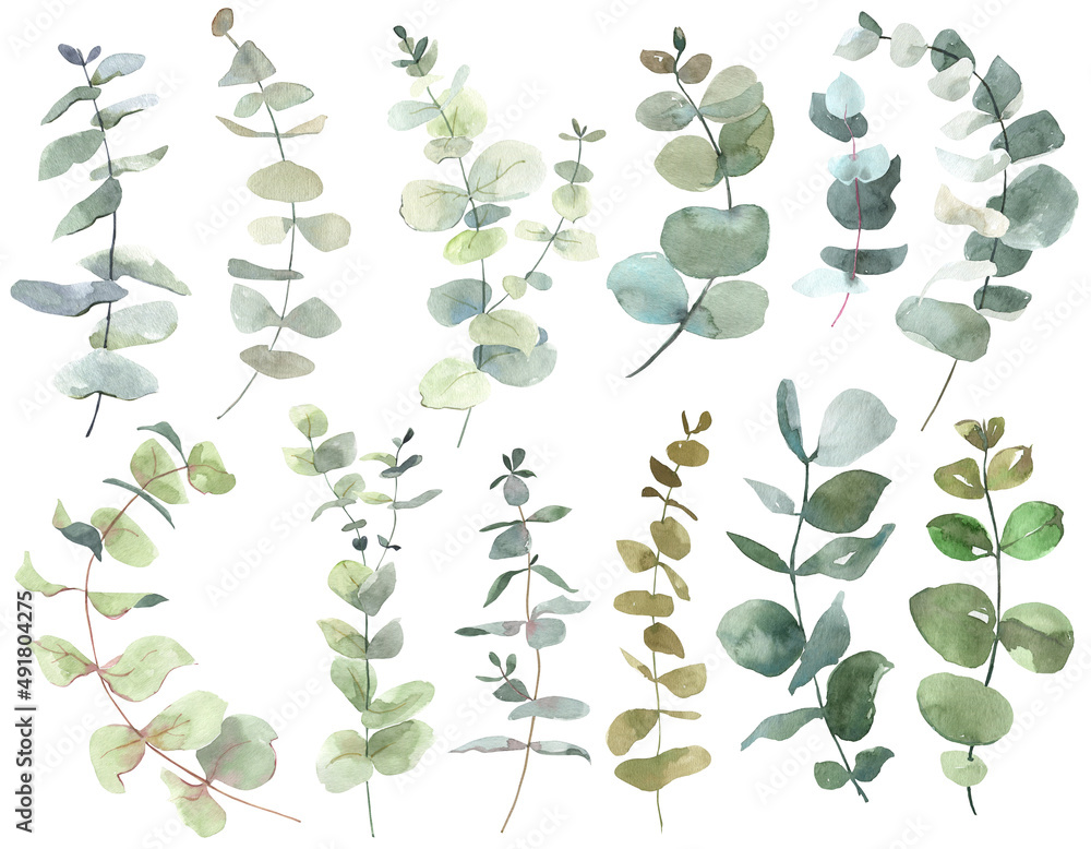 Watercolor eucalyptus branches, hand drawn eucalyptus leaves and