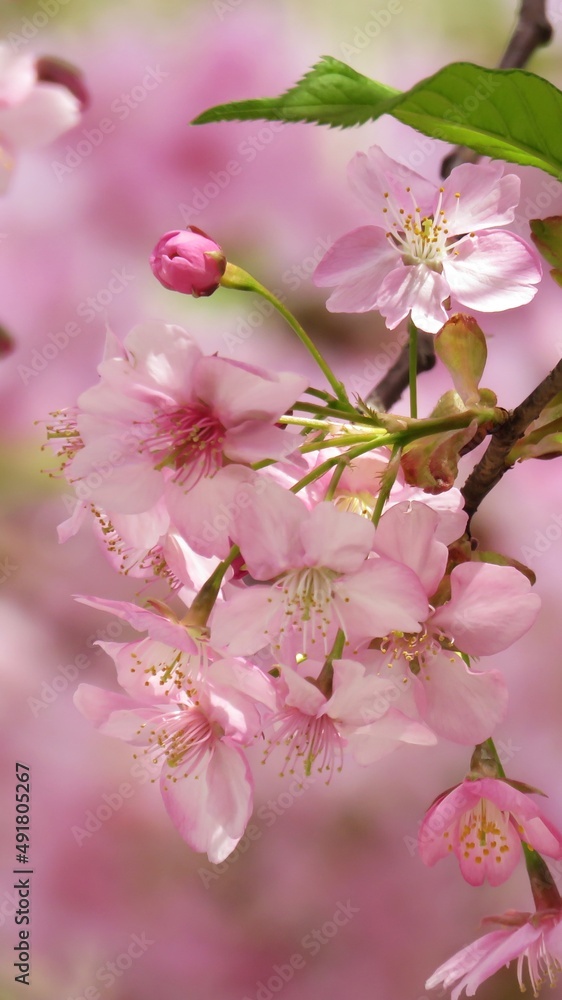 pink cherry blossom pink cherry blossom