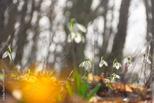 Snowdrops Galanthus nivalis spring forest. Beautiful delicate white first flowers in bright sunlight. Snowdrops in the forest. Spring time. Primroses are blooming. Natural background, soft focus, sun © Anna Pismenskova