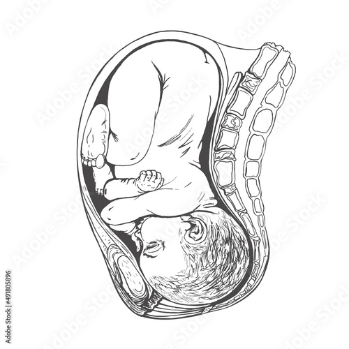 baby in uterus, detailed anatomical drawing_baby in uterus, detailed anatomical drawing, linear drawing on white background