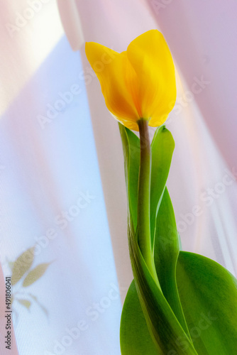 spring flowers yellow tulips on a soft pink background 