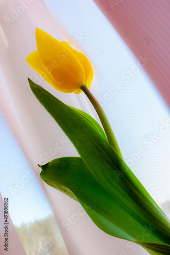 spring flowers yellow tulips on a soft pink background 