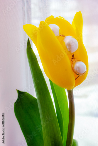 spring flowers yellow tulips on a soft pink background 