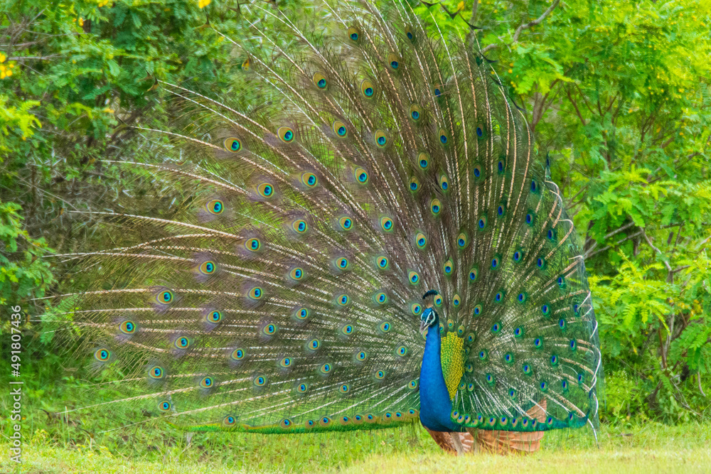 Obraz premium Peacock