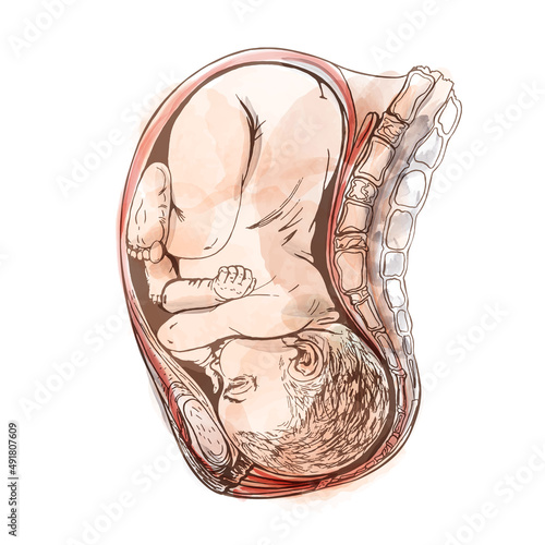 baby in uterus, detailed anatomical drawing, watercolor background_baby in uterus, detailed anatomical drawing, linear drawing on white background watercolor background