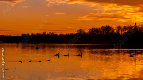 Beautiful sunset with swans  ducks and reflections near Plattling  Isar  Bavaria  Germany