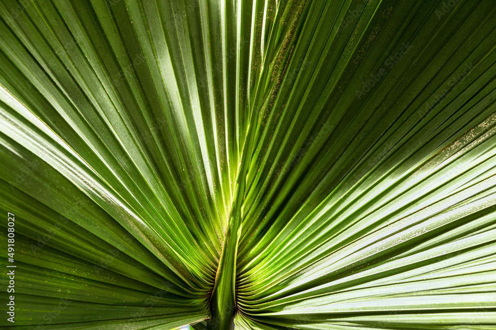 Palm leaf with in the sun's rays. Background Palm leaf with in the sun's rays. Background