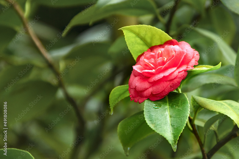Close-up of camellia flower on green background